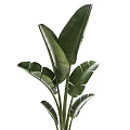 Tropical Potted Plants With Large Green Leaves In White Ceramic Containers