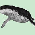 Majestic Aquatic Whale Displaying Streamlined Body With White Spots And Smooth Texture