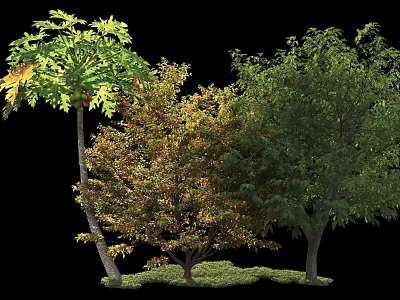 Tall Arbor Trees With Diverse Green Red And Orange Foliage In Lush Grass 3d model