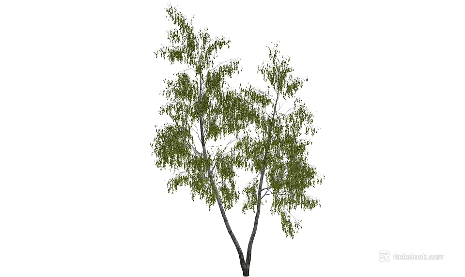Tall Tree with Lush Green Leaves and Graceful Branches in Natural Setting 3d model 