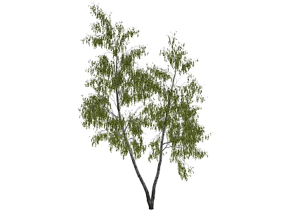 Tall Tree with Lush Green Leaves and Graceful Branches in Natural Setting 3d model