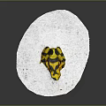 Yellow and black spotted frog sitting on white circular platform with gray background