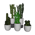 Various Types Of Cactus Potted Plants In Gray Pots For Indoor Decoration