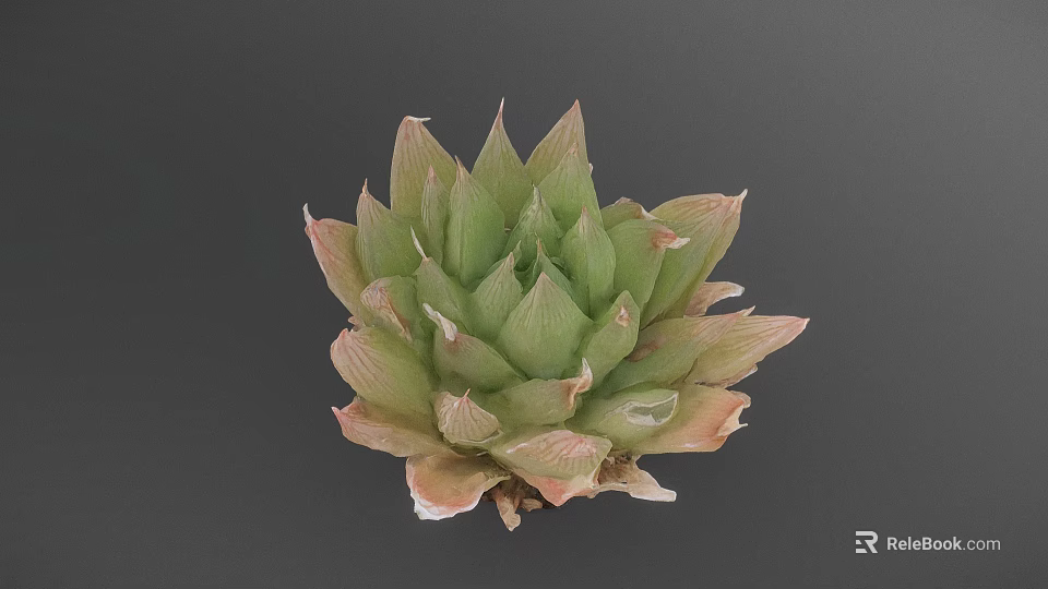 Vibrant Succulent Plant With Green And Pink Rosette Shaped Leaves For Indoor Decoration 3d model 