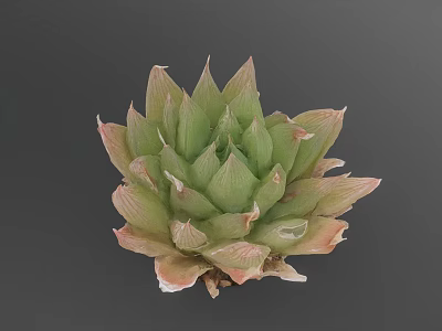 Vibrant Succulent Plant With Green And Pink Rosette Shaped Leaves For Indoor Decoration 3d model