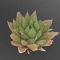 Vibrant Succulent Plant With Green And Pink Rosette Shaped Leaves For Indoor Decoration