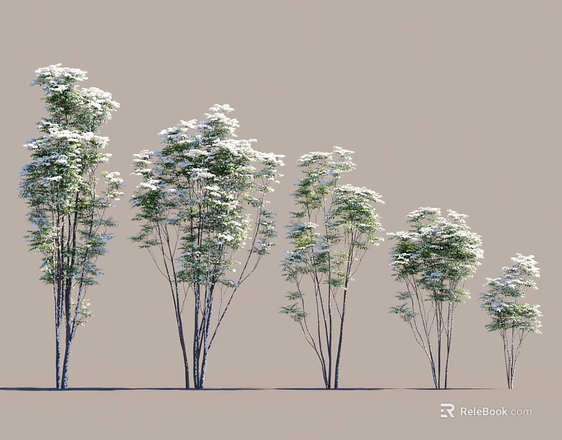 Natural Scene Featuring Trees Of Various Heights Slender Trunks And Lush Foliage 3d model 