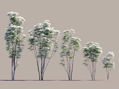 Natural Scene Featuring Trees Of Various Heights Slender Trunks And Lush Foliage 3d model