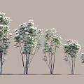 Natural Scene Featuring Trees Of Various Heights Slender Trunks And Lush Foliage