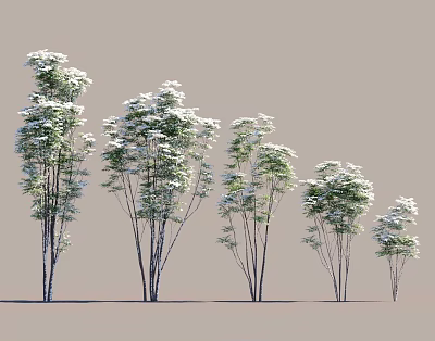 Natural Scene Featuring Trees Of Various Heights Slender Trunks And Lush Foliage 3d model