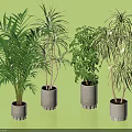 Different Types of Indoor Decorative Potted Plants with Various Foliage in Gray Pots