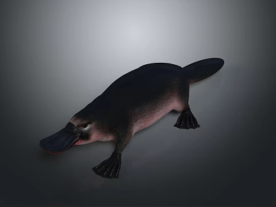 Realistic Platypus 3D Model With Black Body Pink Belly Duck Bill Webbed Feet And Tail 3d model