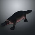Realistic Platypus 3D Model With Black Body Pink Belly Duck Bill Webbed Feet And Tail