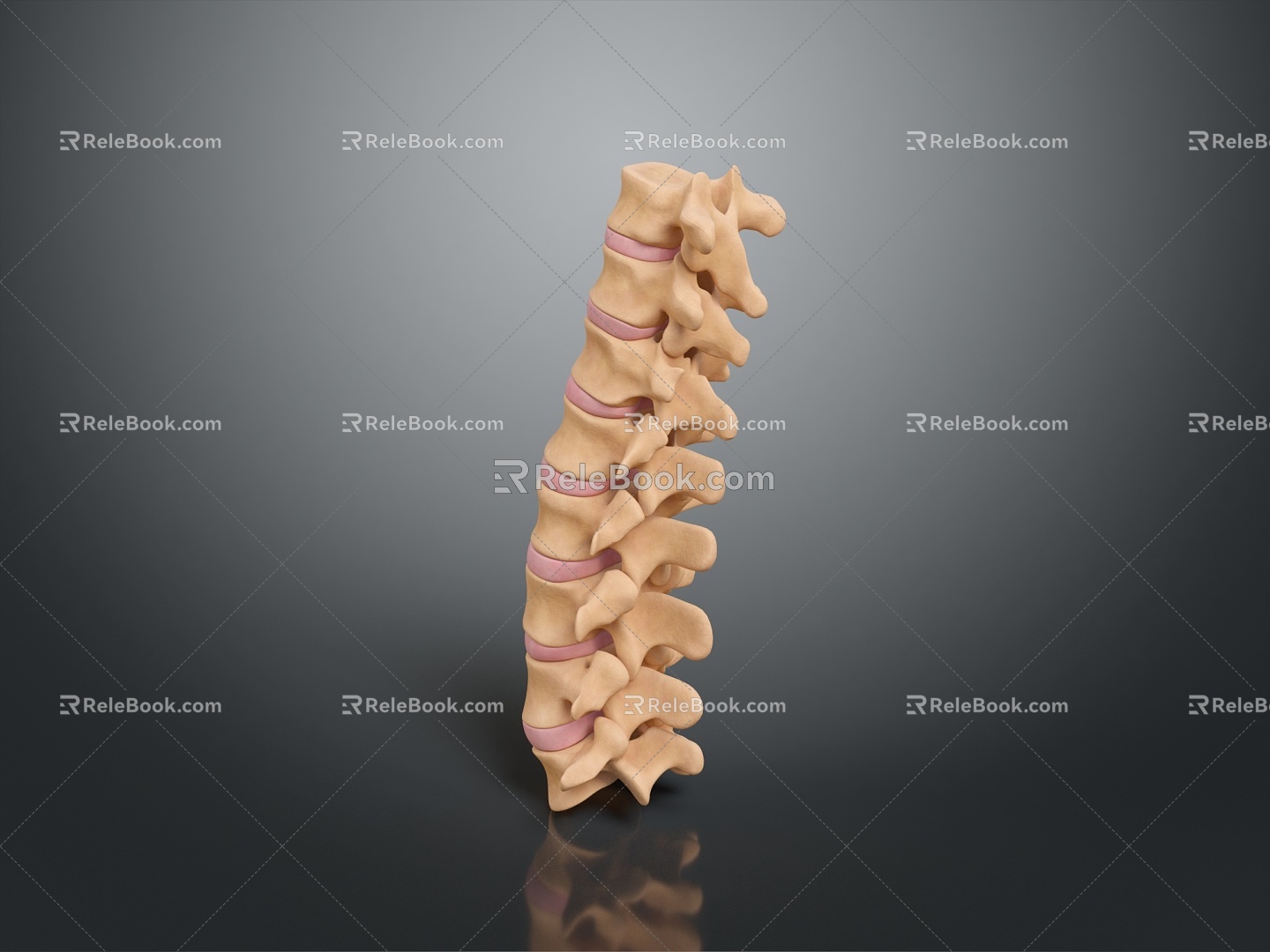 Vertebrae Cervical vertebrae Vertebrae Bone Bone Human Bone Bone Human Body Organ 3d model