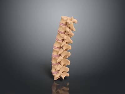 Anatomical Spine Model As Medical Device For Educational And Research Purposes 3d model