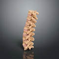 Anatomical Spine Model As Medical Device For Educational And Research Purposes