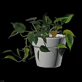 Leafy Green Houseplant In White Pot With Trailing Vines Indoor Display Setting