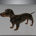 3D Model Dachshund Dog With Brown Orange Fur Standing On Dark Shiny Surface