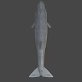 Detailed Prehistoric Shark Head Model With Sharp Teeth And Realistic Skin