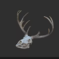 Realistic Deer Skull With Large Antlers On Dark Background Display Artifact