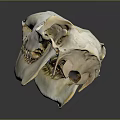 Anatomical Animal Skull Bone Structure With Teeth And Eye Sockets Details