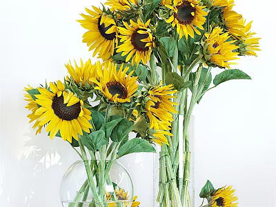 Bright Yellow Sunflowers with Green Leaves in Transparent Glass Vases for Home Decor 3d model