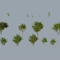 Diverse Tree Collection Showcasing Various Shapes Sizes and Foliage Characteristics 3d model