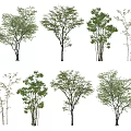 Various Arbor Trees With Green Foliage And Different Trunk Structures For Landscape Design 3d model