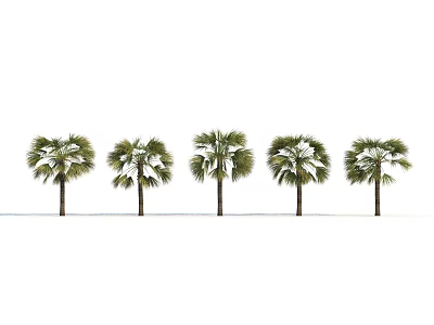 Row of Five Palm Trees with Slender Trunks and Lush Leaves on White Background 3d model