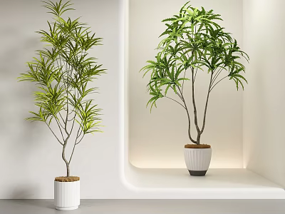 Lush Green Bonsai Plants with Leafy Branches in White Pots on Wall Shelf 3d model