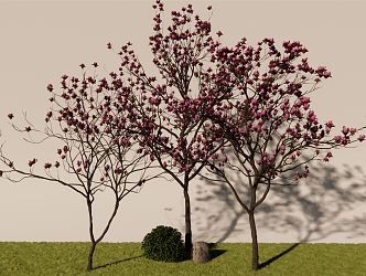 Modern Flower Tree Qiao Yulan 3d model