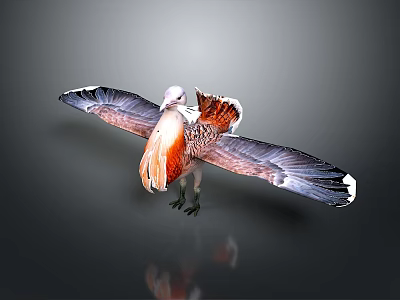 Vibrant Flying Animal With Spread Wings White Head And Orange Gray Feathers 3d model