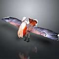 Vibrant Flying Animal With Spread Wings White Head And Orange Gray Feathers