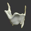 Anatomical Organ And Hair Structure Model With White Textured Surface Detail Design