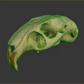 Detailed Bird Skull Anatomical Specimen With Orange Beak And Structural Features