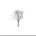 Tall Arbor With Bare White Covered Branches And Brown Trunk On Gray Background