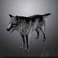 Realistic Standing Wolf 3D Model With Grey Fur Open Mouth And Dark Background 3d model