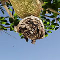 Busy Flying Bees Around Honeycomb Nest On Tree Trunk With Green Leaves And Blue Sky