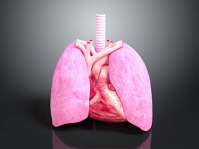 3D Anatomical Model of Human Lungs and Heart With Detailed Structure Visualization 3d model
