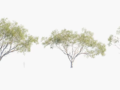 Lush Green Arbor Trees with Strong Trunks and Natural Branch Structure 3d model