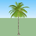 Tall Palm Tree With Lush Green Leaves And Slender Trunk On Green Background