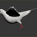 White Pigeon With Spread Wings And Red Feet On Dark Reflective Background