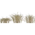 Lush Green Ornamental Grass Varieties For Garden Landscaping And Outdoor Design