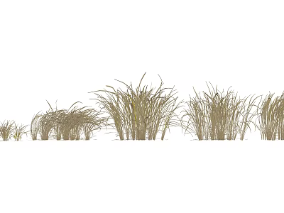 Lush Green Ornamental Grass Varieties For Garden Landscaping And Outdoor Design 3d model