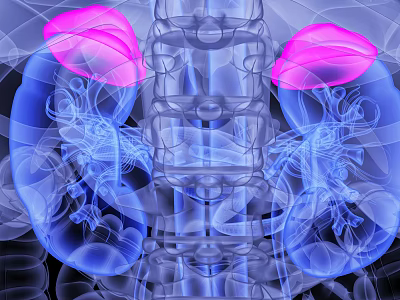 3D Human Organ System Anatomical Structure With Kidneys Spine And Vessels In Blue Pink Color 3d model