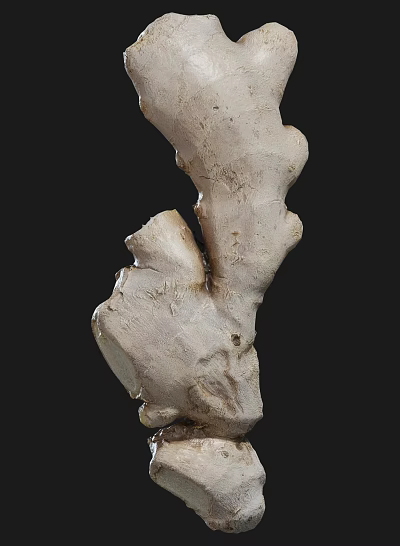 Fresh Ginger Root with Natural Texture Organic Raw Vegetable for Healthy Cooking 3d model