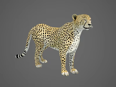 Cheetah With Spotted Fur Long Tail And Slender Body In Standing Posture 3d model