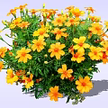 Vibrant Yellow Flowering Shrub With Lush Green Foliage In Garden