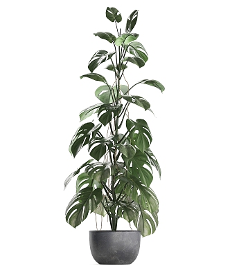 potted green plant indoor plant 3d model