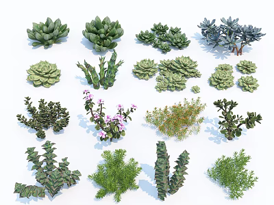 Diverse Varieties of Evergreen Shrubs With Decorative Foliage For Garden Landscaping 3d model